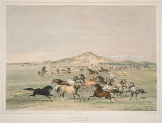 A color print of horses of many different colors and patterns running and playing in a field.