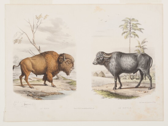 A color print of two illustrations: a brown bison with upturned horns on the left, and a gray buffalo with downturned horns on the right.