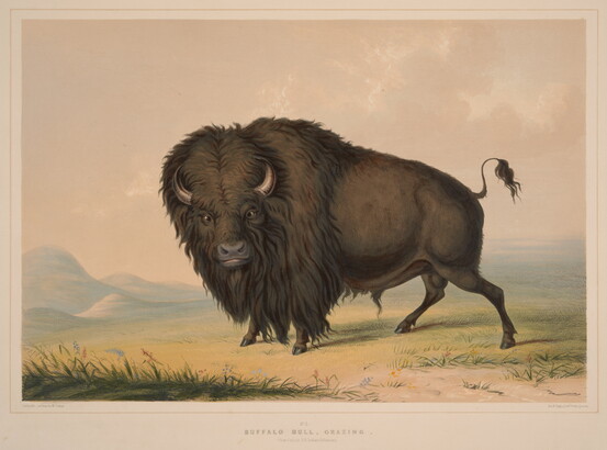 A color print of a single bison standing in a field.