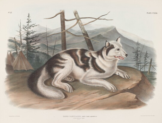 A color print of a white and brown dog lying on a cliffside near some tipis.