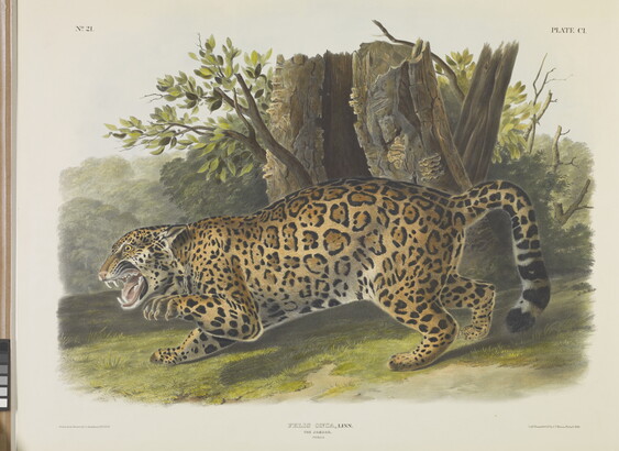 A color print of a spotted jaguar snarling in the jungle.