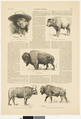 A page from a magazine with text and five illustrations: a bearded man with a wide brimmed hat and four varieties of bison and cattle.