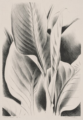 A black-and-white print of a cropped view of canna leaves.