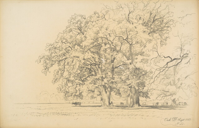 A black-and-white drawing of two large oak trees with cattle walking under them.