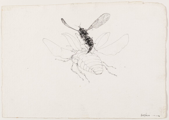 A black-and-white drawing of a close-up, rear view of a black fly hovering over a white, winged beetle.