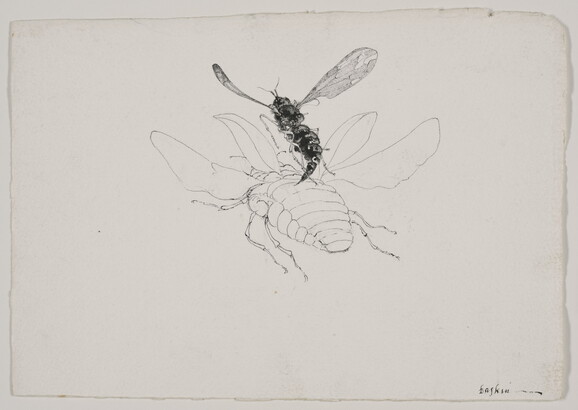 A black-and-white drawing of a close-up, rear view of a black fly hovering over a white, winged beetle.