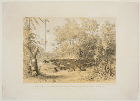 A color print of a White man standing in a tree surrounded by a herd of wild pigs as a White man with a rifle and an Indigenous man hide behind a tree.