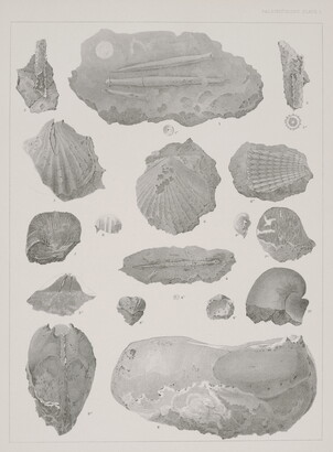 A black-and-white print of various plant fossils shown from different angles.