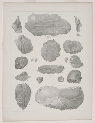 A black-and-white print of various plant fossils shown from different angles.