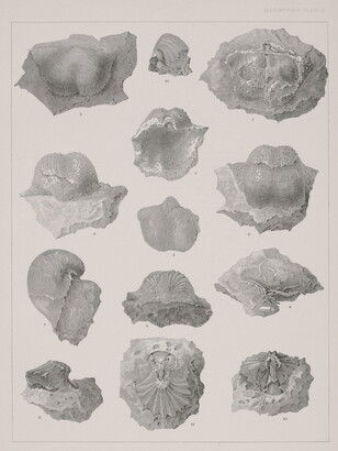 A black-and-white print of various fossils shown from different angles.