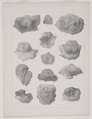 A black-and-white print of various fossils shown from different angles.