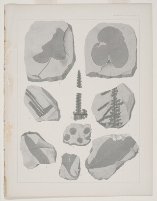 A black-and-white print of various fossilized impressions of plant stems and leaves.