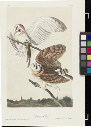 A color print of two barn owls on tree branches, one holding a chipmunk in its talons.