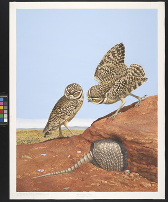 A watercolor of two owls perched on a red rock looking at an armadillo that is partially hidden in a hole.