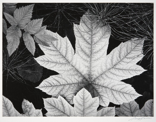 A black-and-white close-up photograph of an autumn maple leaf surrounded by other foliage.