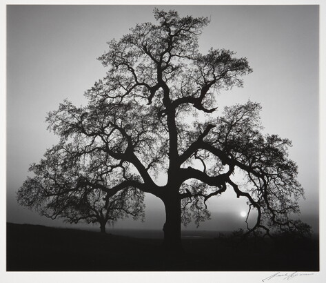 A black-and-white photograph of an oak tree in silhouette.