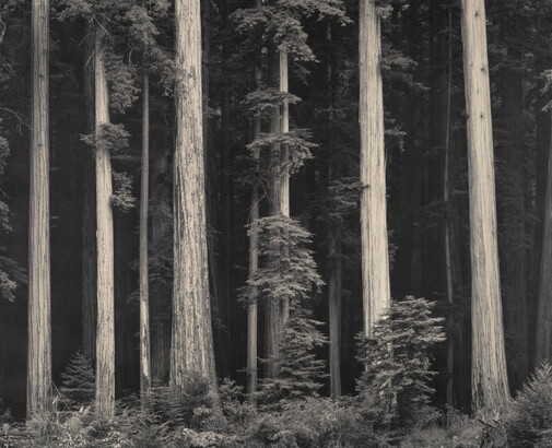 A black-and-white photograph of tall tree trunks against a dark forest.