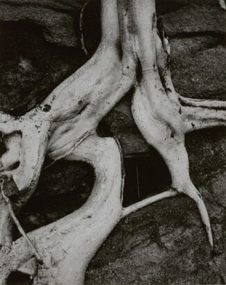 A black-and-white close-up photograph of twisted white tree roots growing out of dark soil.