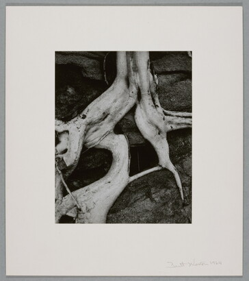A black-and-white close-up photograph of twisted white tree roots growing out of dark soil.