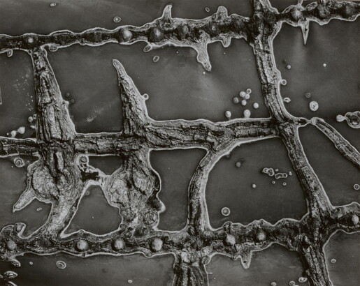 A black-and-white close-up photograph of the raised scars on the flesh of a cactus.