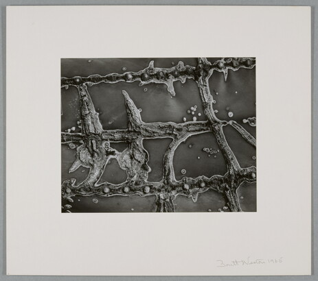 A black-and-white close-up photograph of the raised scars on the flesh of a cactus.