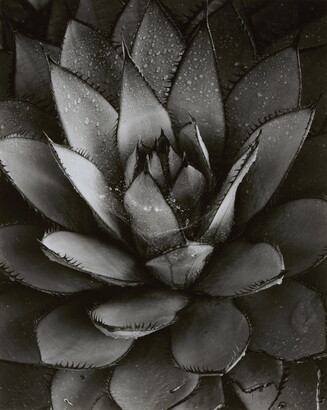 A black-and-white close-up photograph of an agave plant with spiky leaves growing in a rosette pattern from the center.