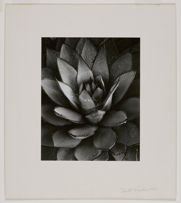 A black-and-white close-up photograph of an agave plant with spiky leaves growing in a rosette pattern from the center.