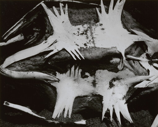 A black-and-white photograph of a turtle skeleton from the underside.