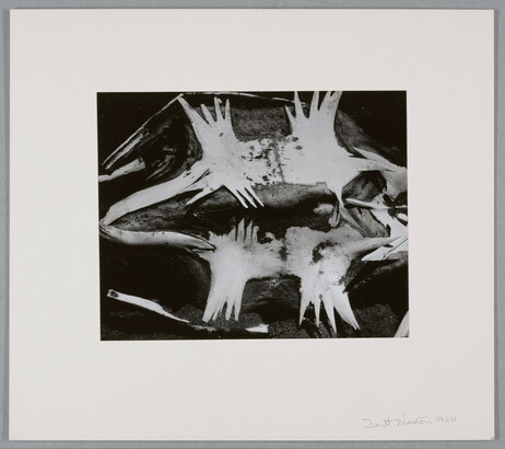 A black-and-white photograph of a turtle skeleton from the underside.