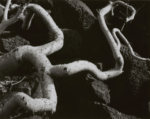 A black-and-white close-up photograph of twisted white tree roots growing out of dark soil.