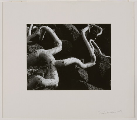 A black-and-white close-up photograph of twisted white tree roots growing out of dark soil.