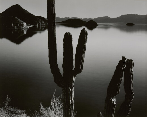 A black-and-white photograph of two multi-limbed cacti in front of a still body of water with hills in the distance.