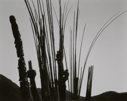 A black-and-white photograph of silhouetted plant stems, narrow cacti, and hills against the sky.