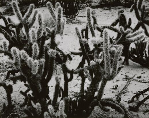 A black-and-white photograph of many-armed cacti growing on sandy soil.