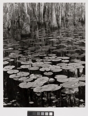 A black-and-white photograph of lily pads on a calm body of water and cypress trees growing in the background.
