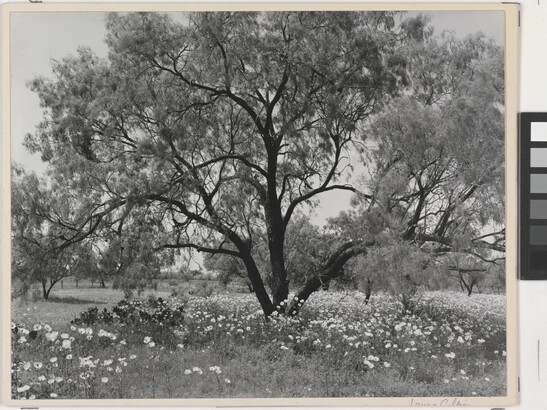 A black-and-white photograph of an expansive tree with wildflowers underneath.