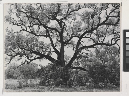 A black-and-white photograph of an expansive tree with gnarly branches.