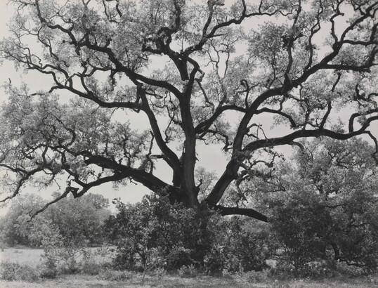 A black-and-white photograph of an expansive tree with gnarly branches.