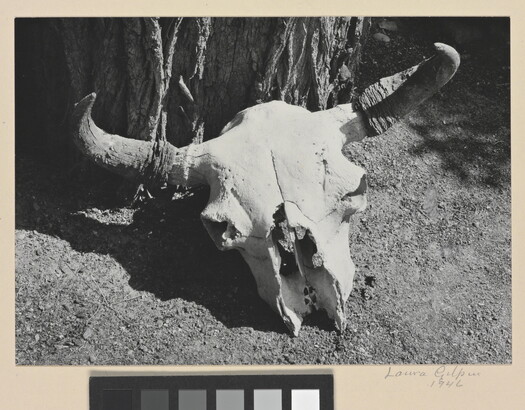 A black-and-white photograph of a bison skull on the ground next to a tree.