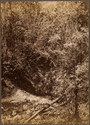 A sepia-toned photograph of a densely tangled forest with a dark crevice running through the bottom third of the frame.