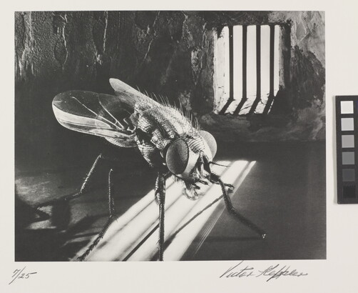 A close-up, black-and-white photograph of a fly in a prison cell.