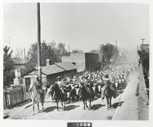 A black-and-white photograph of four men on horseback leading a large herd of cattle down a dusty road.