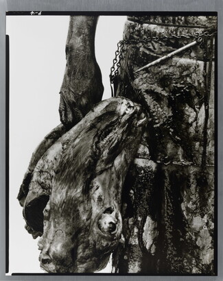 A close-up black-and-white photograph of a person&#039;s hand holding a severed cow head by their side.