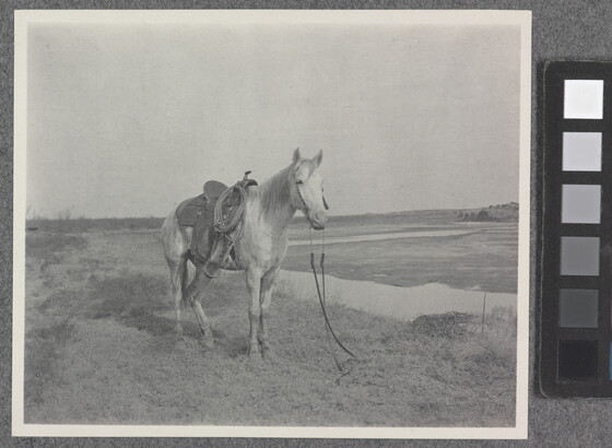 A black-and-white-photograph of a saddled horse in a field.