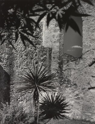 A black-and-white photograph of a small palm tree and leafy shadows against a stone wall with a lancet window.