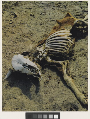 A color photograph of a dead cow, most of the bones exposed, laying in dirt.