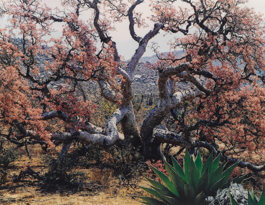 A color photograph of a large tree with many thick branches sprouting out in different directions and covered in orange leaves.