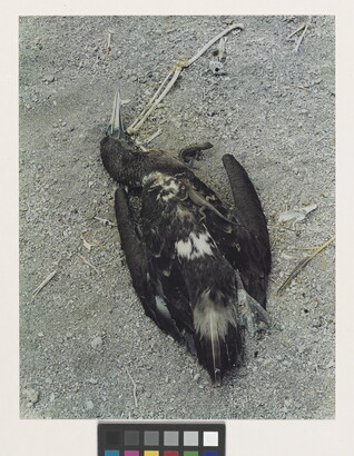 A color photograph of a dead, dark-feathered bird laying in the dirt with two small lizards crawling over and under its body.