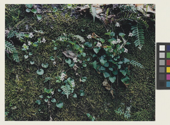 A close-up color photograph of green moss partially covered by white flowers, green plants, and a few dead leaves.