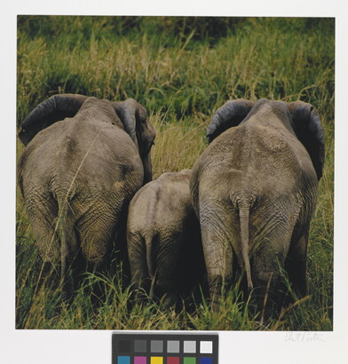 A color photograph of three elephants from the back, a young one between two adults, standing in tall grass.